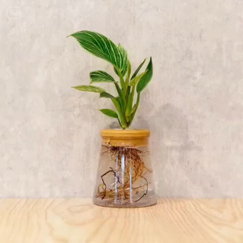铂金蔓绿绒 三角水耕盆栽 室内植物 观叶植物 礼物 水培 - 植栽/盆栽 - 植物．花 透明
