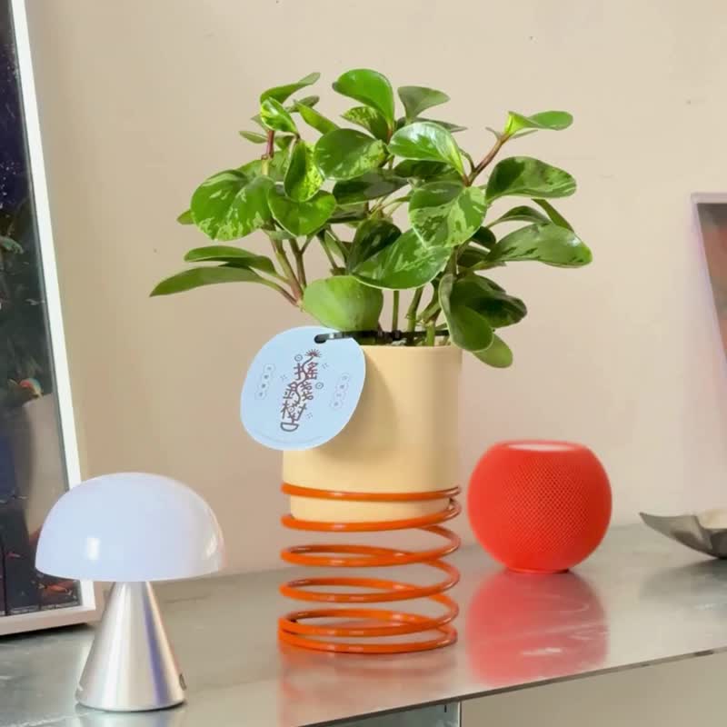【入厝礼物】Pinkoi x 母栽 祈愿摇钱树 ( 4 色可选 ) - 植栽/盆栽 - 植物．花 