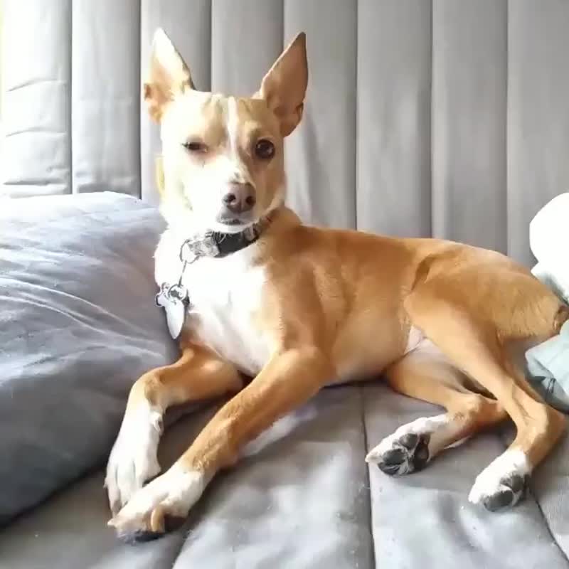 肉垫保护蜡与止痒舒缓洗毛皂组合 - 清洁/美容 - 其他材质 