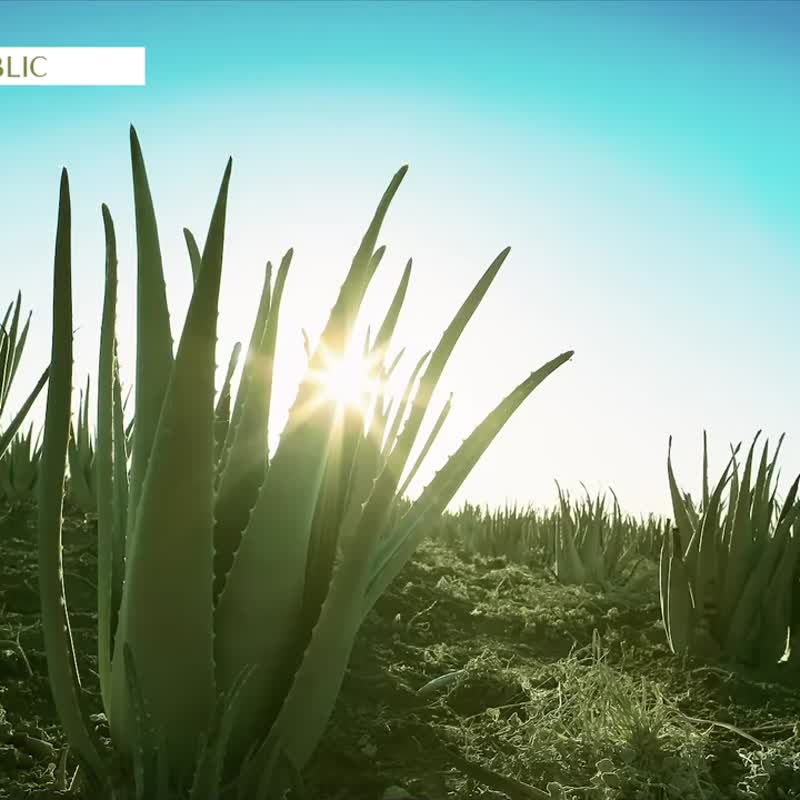 Nature Republic 芦荟舒缓卸妆棉片 卸妆棉 卸妆片 温和芦荟30ml - 脸部清洁/卸妆用品 - 其他材质 