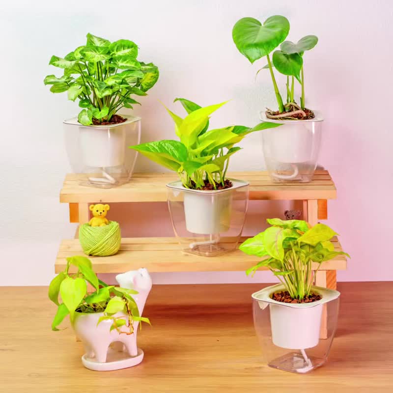 忍者观音莲 免浇水方形盆栽 室内植物 观叶植物 礼物 盆栽 - 植栽/盆栽 - 植物．花 
