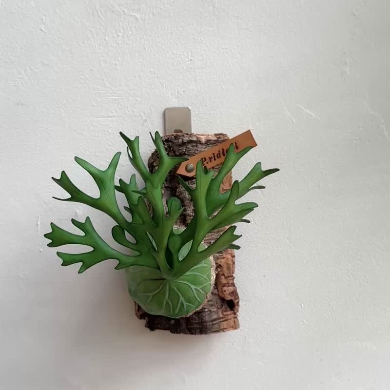 亚猴皮革鹿角蕨 - 植栽/盆栽 - 真皮 