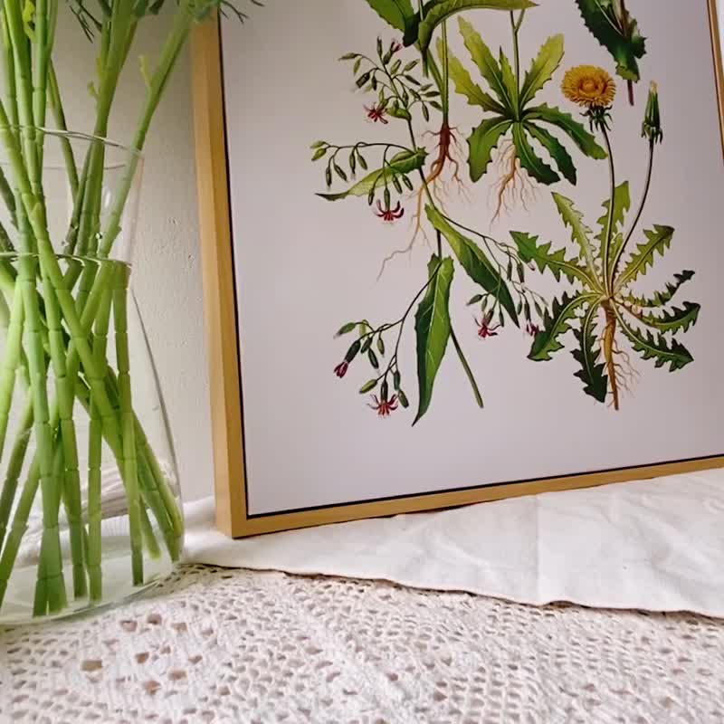 蒲公英花谱－画/盆栽植物/卧室挂画/家居布置/餐厅装饰/民宿/花 - 海报/装饰画/版画 - 其他材质 多色