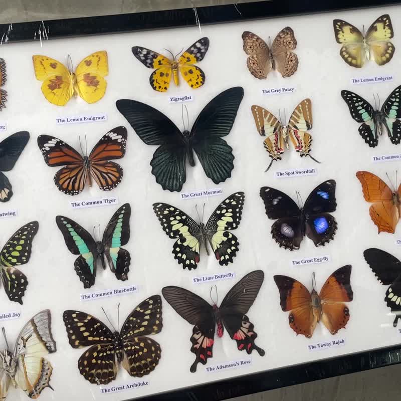 Mix 20 Beautiful Butterfly Insect Taxidermy Entomology - 墙贴/壁贴 - 木头 