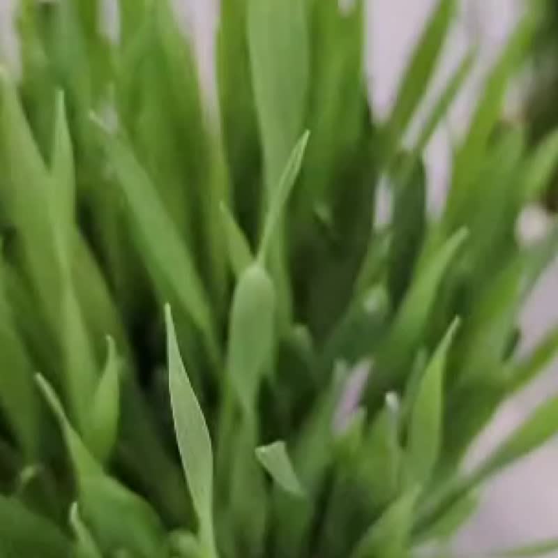 新鲜有机栽培土种植小麦草/大麦草/化毛/宠物化毛/兔子/猫草/素食 - 植栽/盆栽 - 新鲜食材 绿色