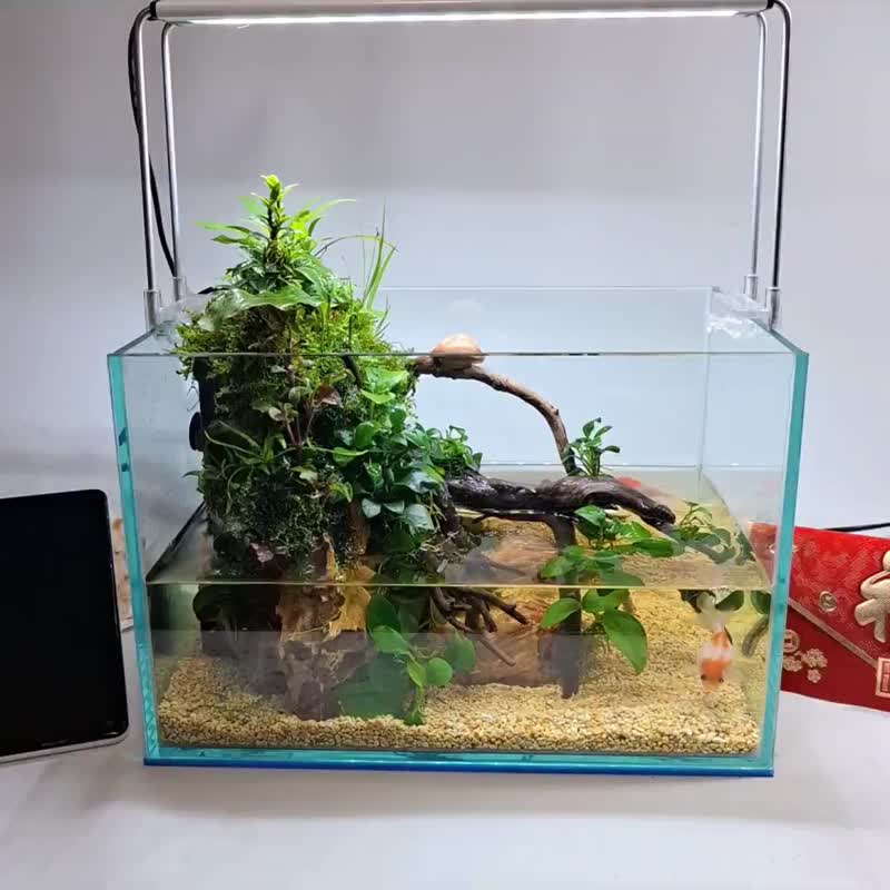 水陆生态缸 - 植栽/盆栽 - 玻璃 