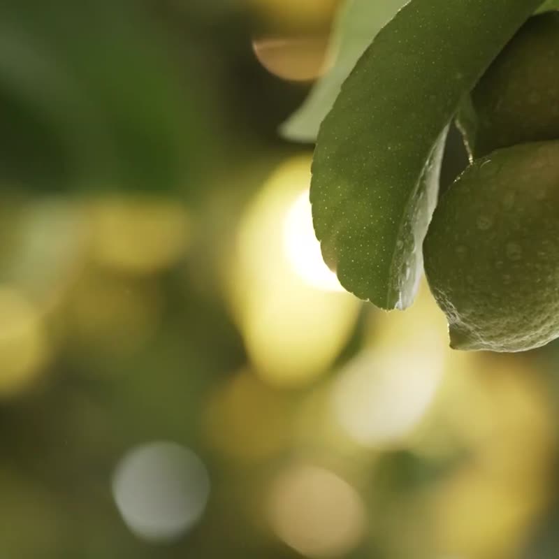 Nature Republic 温和积雪草精华(敏弱肌专研)遮瑕气垫 遮瑕底妆 - 底妆 - 其他材质 