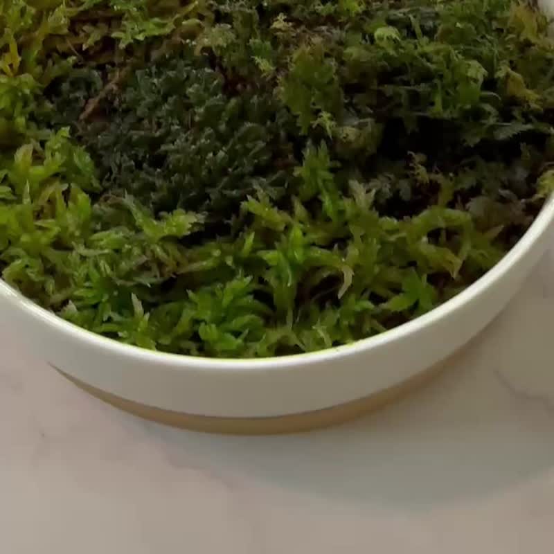 个性化苔藓装饰-绿野意象 / 定制化 / 开幕盆栽 / 送礼 - 植栽/盆栽 - 植物．花 