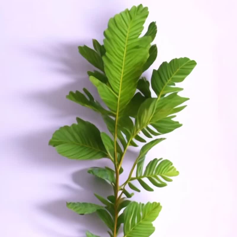 蕨色陶瓷杯垫2.0 - 崖姜蕨/热情款 | 杯垫 吸水杯垫 陶瓷 隔热垫 - 杯垫 - 陶 多色