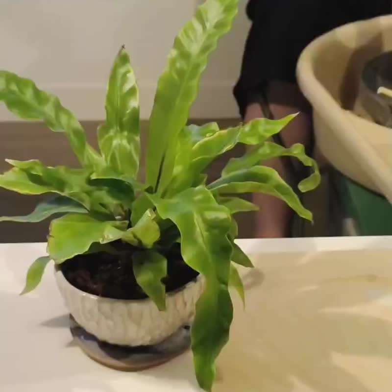 (手拉胚) 陶转时光 x 拉胚手作与自我对话 半日闲-台北新北三重 - 陶艺 - 陶 