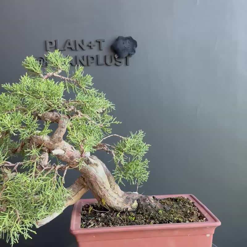 日本糸鱼川真柏 植物 盆景 盆栽 bonsai 枫叶 块根 多肉植物 - 植栽/盆栽 - 植物．花 绿色