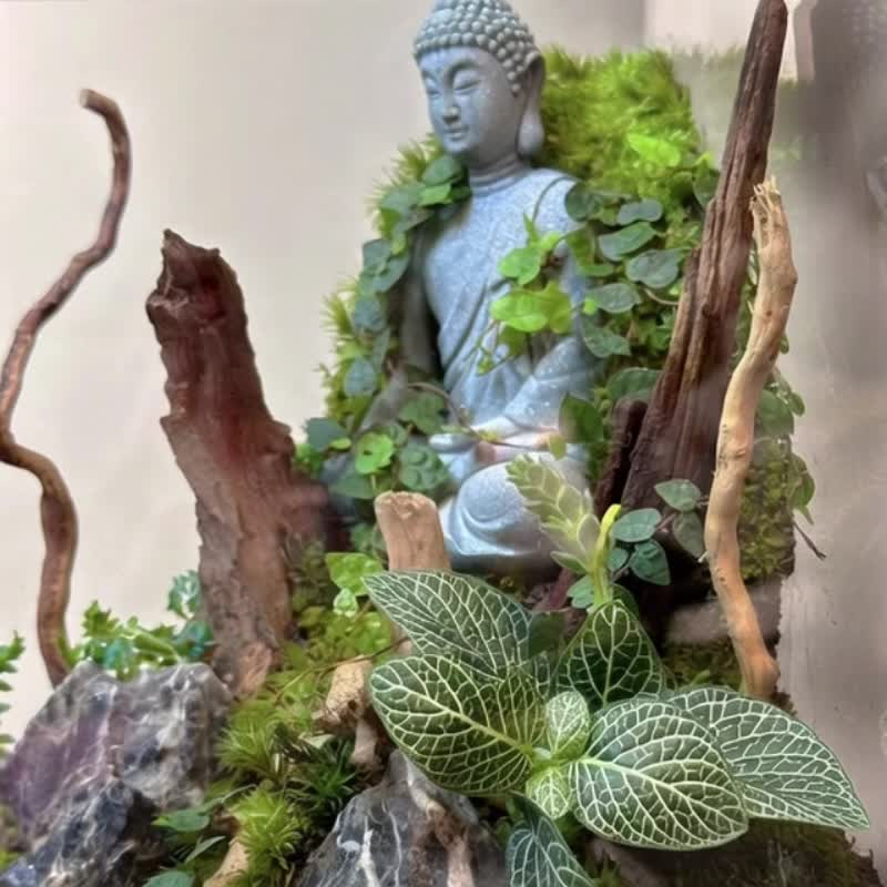 林间觉者 / 定制化造景生态缸 - 植栽/盆栽 - 植物．花 