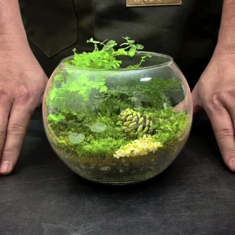 松籁传喜 / 定制化微景观生态缸 - 植栽/盆栽 - 植物．花 