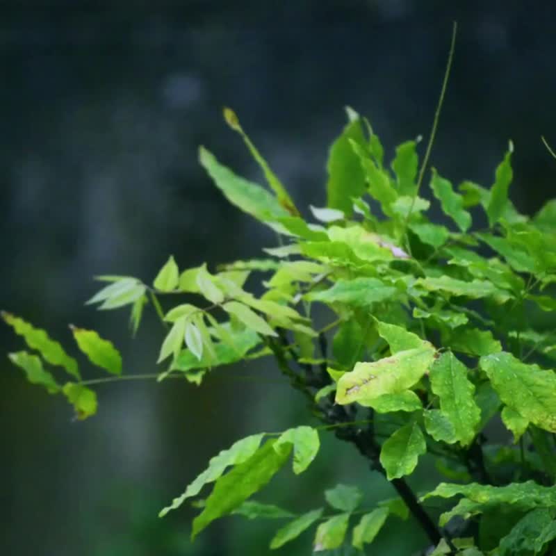 【定制化礼物】 灵果-良善  原作挂画/摆设/家居装饰/家居摆设/相 - 画框/相框 - 环保材料 