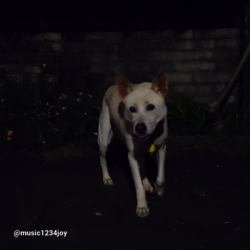 汪铃铛之夜行发光吊饰 发光狗铃铛 发光吊饰 发光铃铛 LED灯 发光 - 玩具 - 宝石 黄色