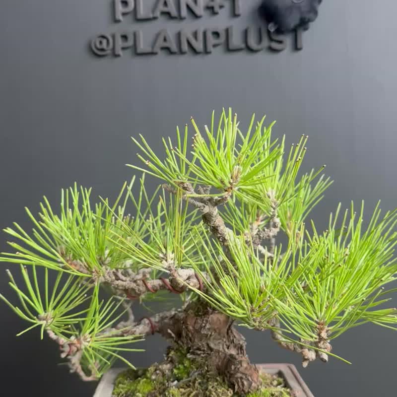 日本黑松  植物 盆景 盆栽 bonsai 枫叶 块根 多肉植物 送礼 - 植栽/盆栽 - 植物．花 绿色
