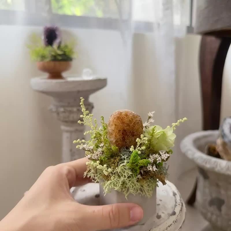 能量黄金镇。永生叶材绿植栽 不用浇水的天然植物 - 植栽/盆栽 - 水晶 橘色