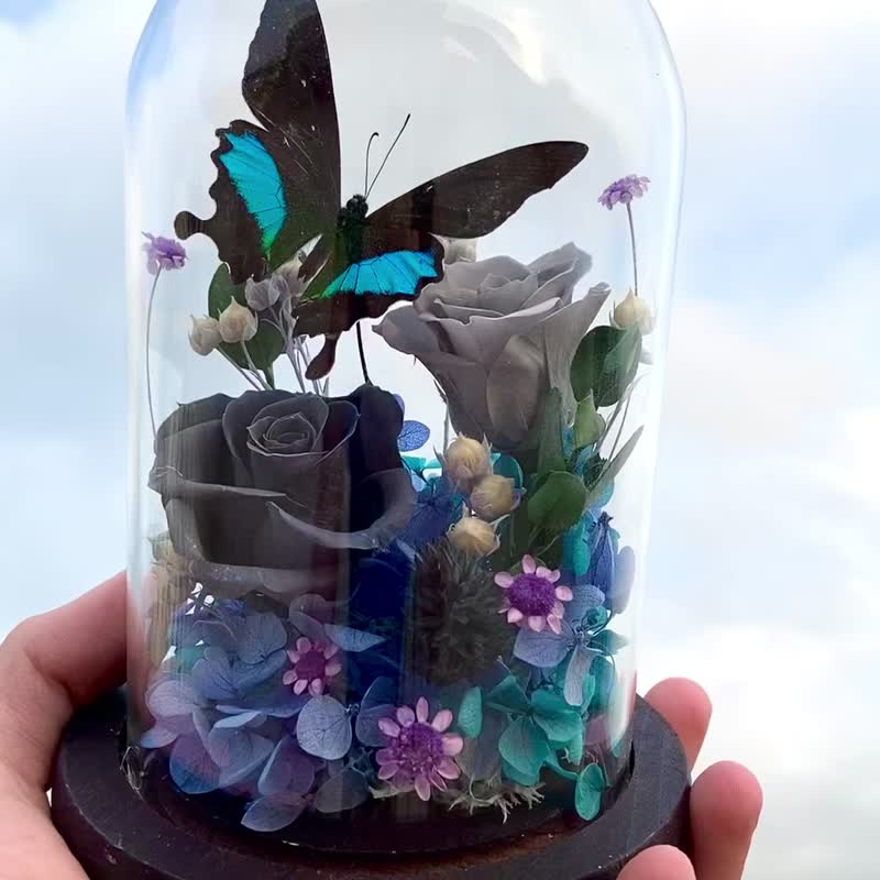蝴蝶标本玻璃盅/ 宝镜凤蝶/七夕情人节/父亲节礼物/结构色 - 植栽/盆栽 - 植物．花 蓝色