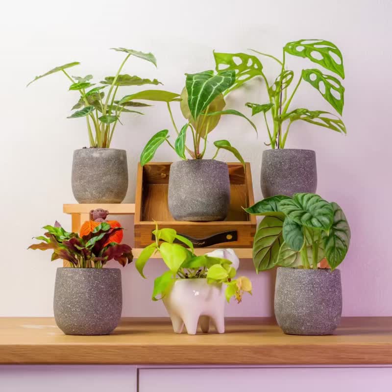 桌上型水泥植物盆栽 发财树 铂金蔓绿绒黄金葛  铜钱草小豆树植栽 - 植栽/盆栽 - 植物．花 灰色