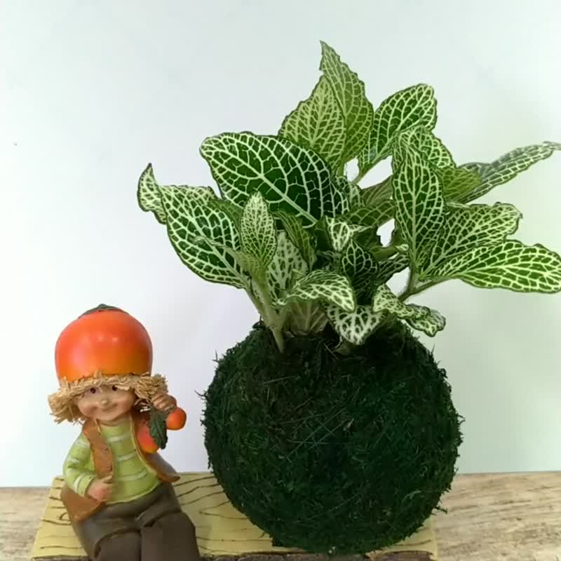 居家幸福苔球 苔玉 绿色水苔 五行幸运植物 白网纹 - 植栽 - 植物．花 