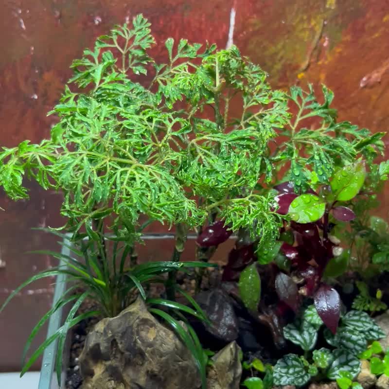 【生态缸－潺林之境】微景观 室内植栽 礼物 办公室摆设 - 植栽/盆栽 - 玻璃 绿色