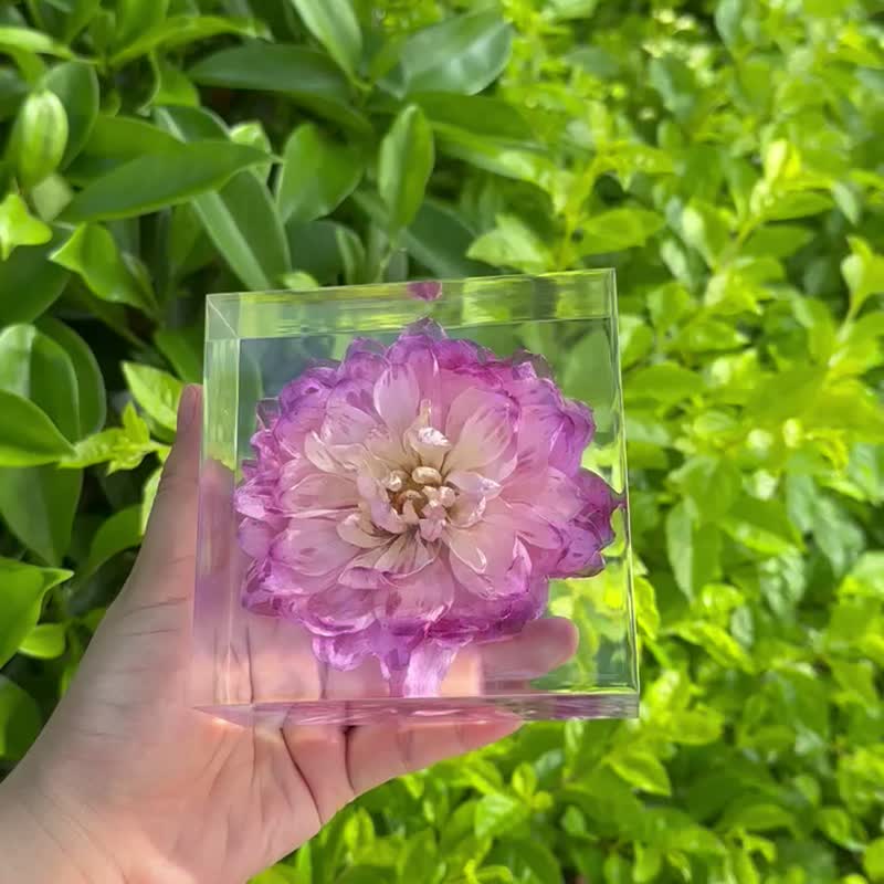 紫色大麗花乾燥花擺件 手工植物標本禮品 - 摆饰 - 树脂 紫色