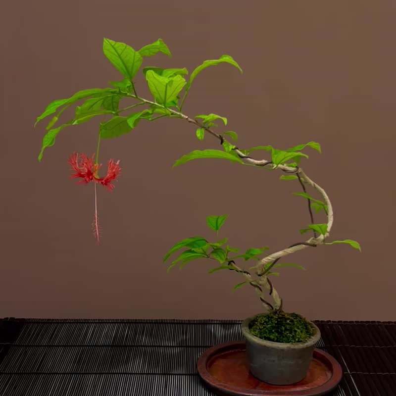 裂瓣扶桑∣柴烧盆钵中品盆栽 开花中 - 植栽/盆栽 - 陶 