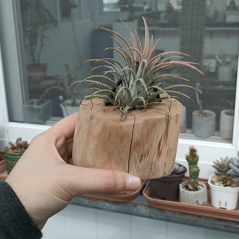 悬挂植物-空气凤梨 - 植栽/盆栽 - 植物．花 