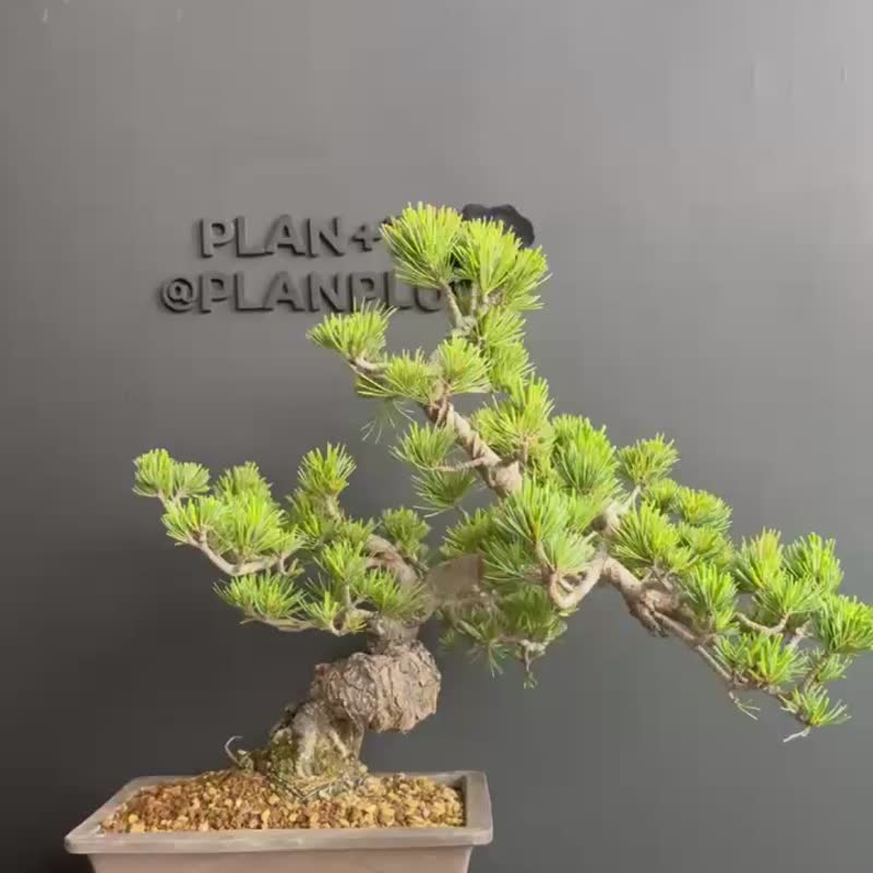 日本五叶松 植物 盆景 盆栽 bonsai 枫叶 块根 多肉植物 送礼 - 植栽/盆栽 - 植物．花 绿色