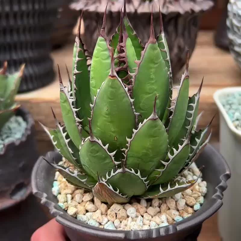 霍利达龙舌兰 Agave horrida - 植栽/盆栽 - 植物．花 