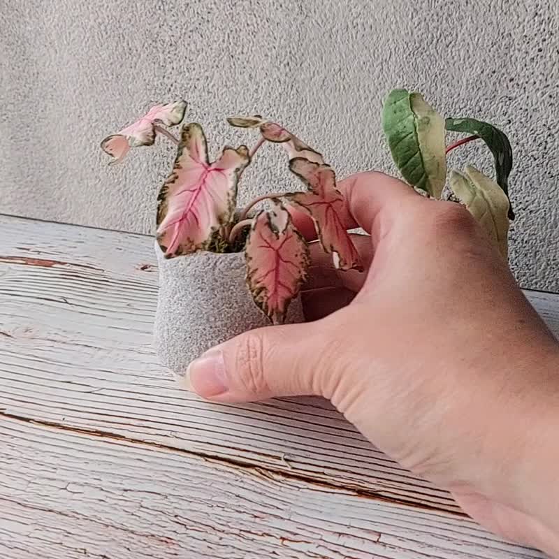 扩香石植物捏塑 石膏捏塑小盆栽体验课 - 蜡烛/香氛 - 其他材质 