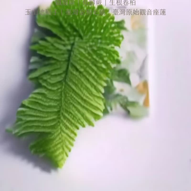 蕨色陶瓷杯垫-生根卷柏| 吸水 隔热 礼物 母亲节 企业礼品 杯垫 - 杯垫 - 陶 绿色