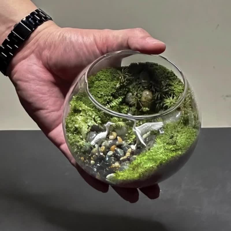 溪涧之鹤  / 主题性定制化造景生态缸 - 植栽/盆栽 - 植物．花 