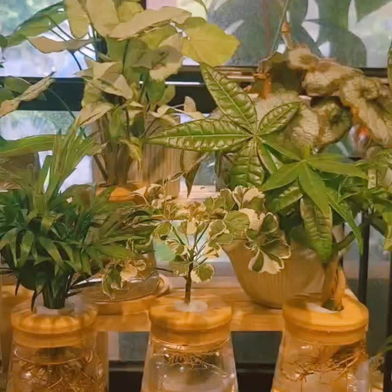 花叶福禄桐 三角水耕盆栽 室内植物 观叶植物 礼物 水培 - 植栽/盆栽 - 植物．花 透明