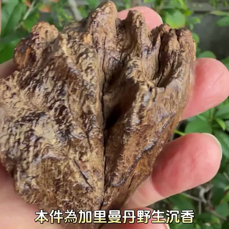 加里曼丹 野生沉香老料 56公克 沉香摆件 【沉水级】 星洲系 - 摆饰 - 木头 卡其色