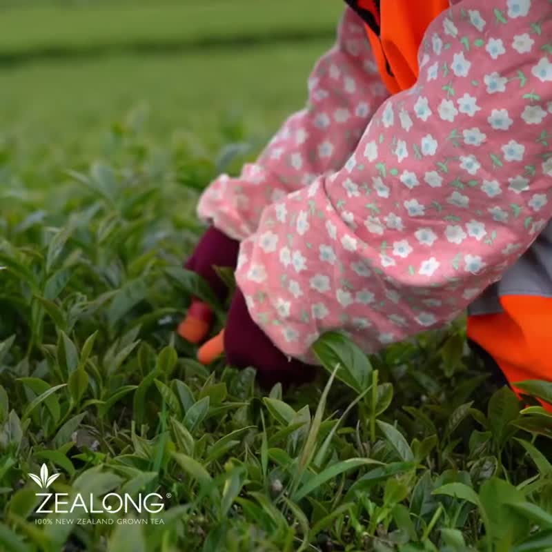 【新西兰玺龙茶】有机茶经典系列 平装50g - 茶 - 其他材质 黑色