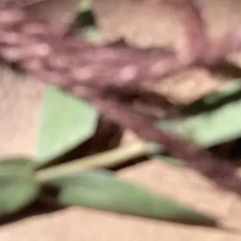 上杉采花定制礼品 - 明信片、贴纸随选包 - 卡片/明信片 - 纸 多色