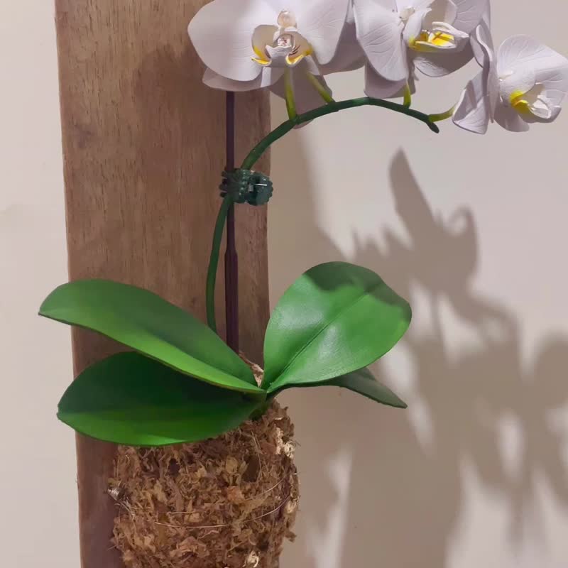 上板皮革白蝴蝶兰摆饰 /台湾阿嬷-台湾蝴蝶兰永生花 - 植栽/盆栽 - 其他材质 白色