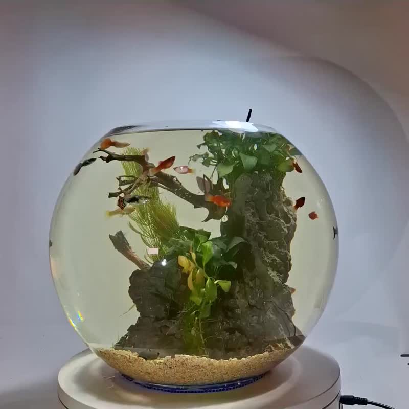 水族造景缸 12寸圆球 - 植栽/盆栽 - 玻璃 