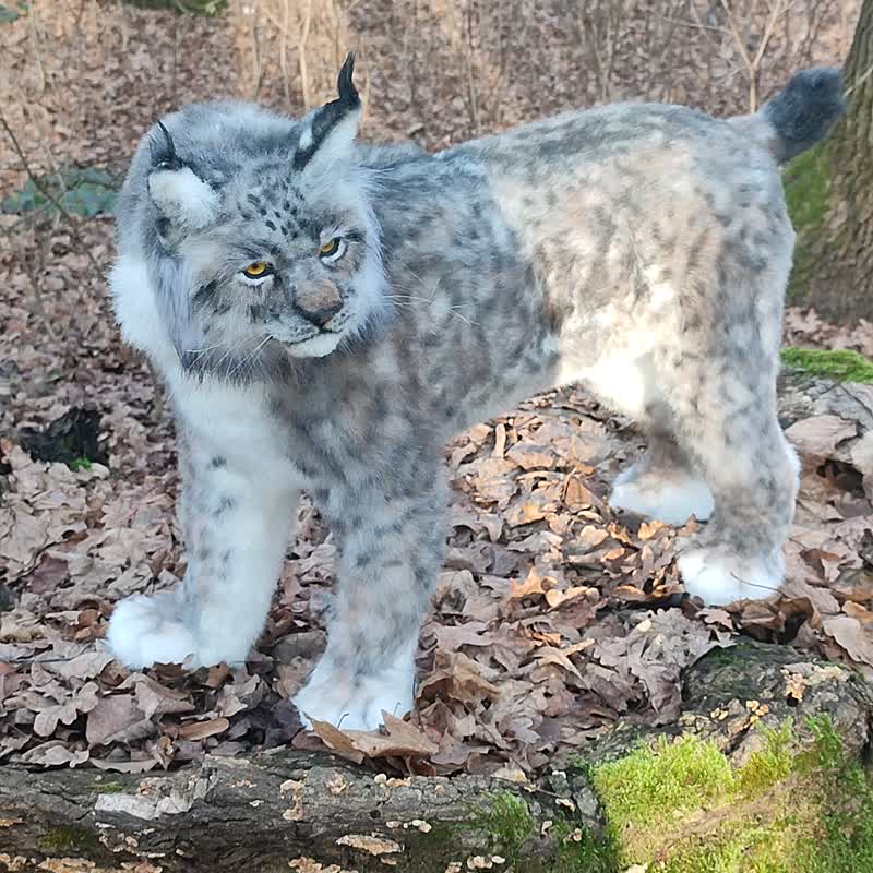 加拿大山猫逼真人造毛绒野猫复制品艺术娃娃 - 玩偶/公仔 - 其他材质 银色