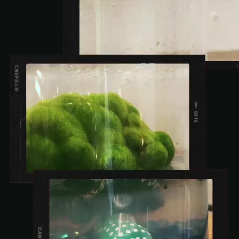 【新植物】 绿毛球 经典款 自然风/玻璃盖 有保固好照顾 毕业礼物 - 植栽/盆栽 - 植物．花 