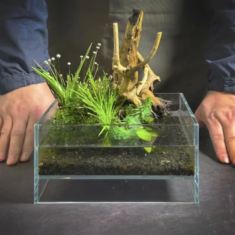 新品上市 浮木之上 /定制化微景观开放缸 - 植栽/盆栽 - 植物．花 