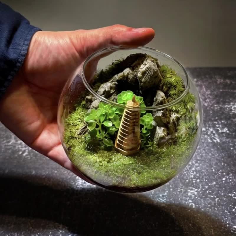 浮图如光 / 主题性定制化造景生态盆 - 植栽/盆栽 - 植物．花 