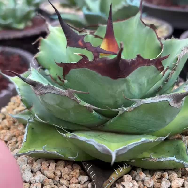 龙舌兰仁王冠 黑豹龙舌兰 - 植栽/盆栽 - 植物．花 