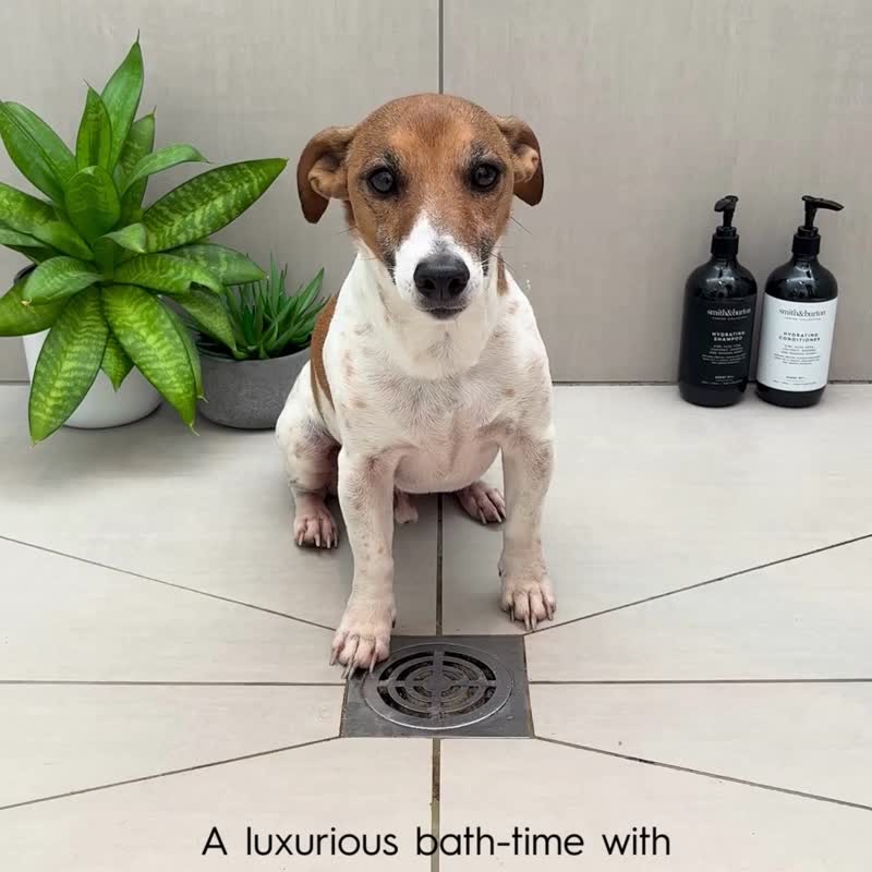 【smith&burton】低敏舒肤2合1洗毛精500ml(犬猫适用)热销款 - 清洁/美容 - 浓缩/萃取物 