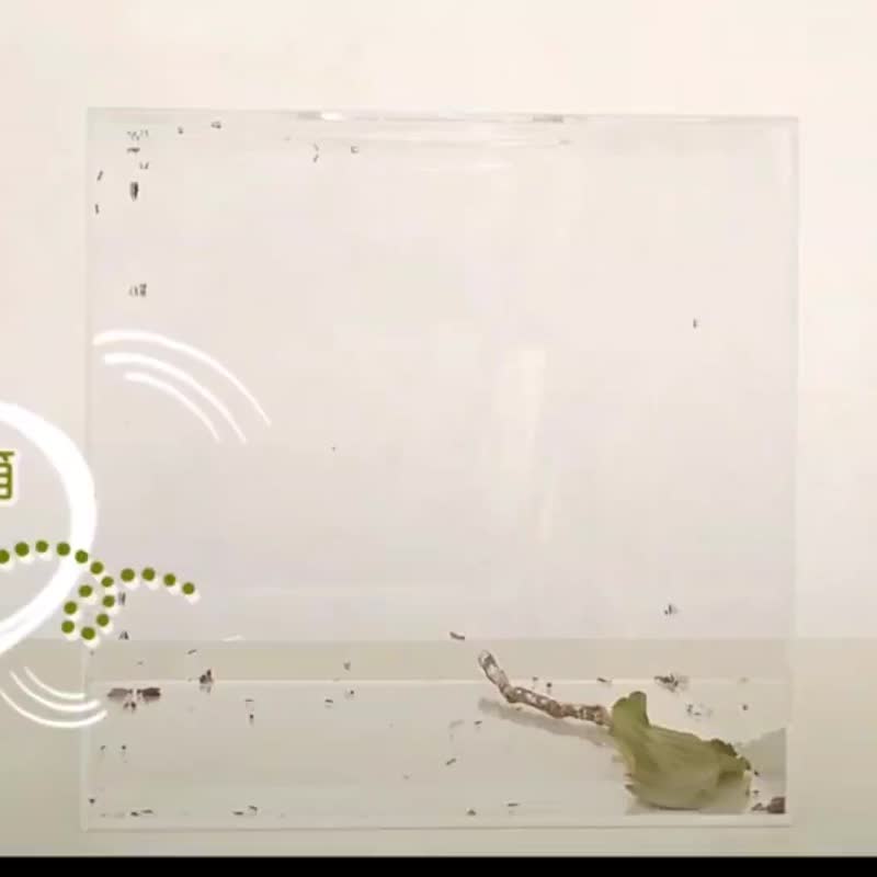 【蛇年清仓优惠】PLUS多效全能喷雾~三入组 台湾设计 快速出货 - 防蚊用品 - 塑料 咖啡色