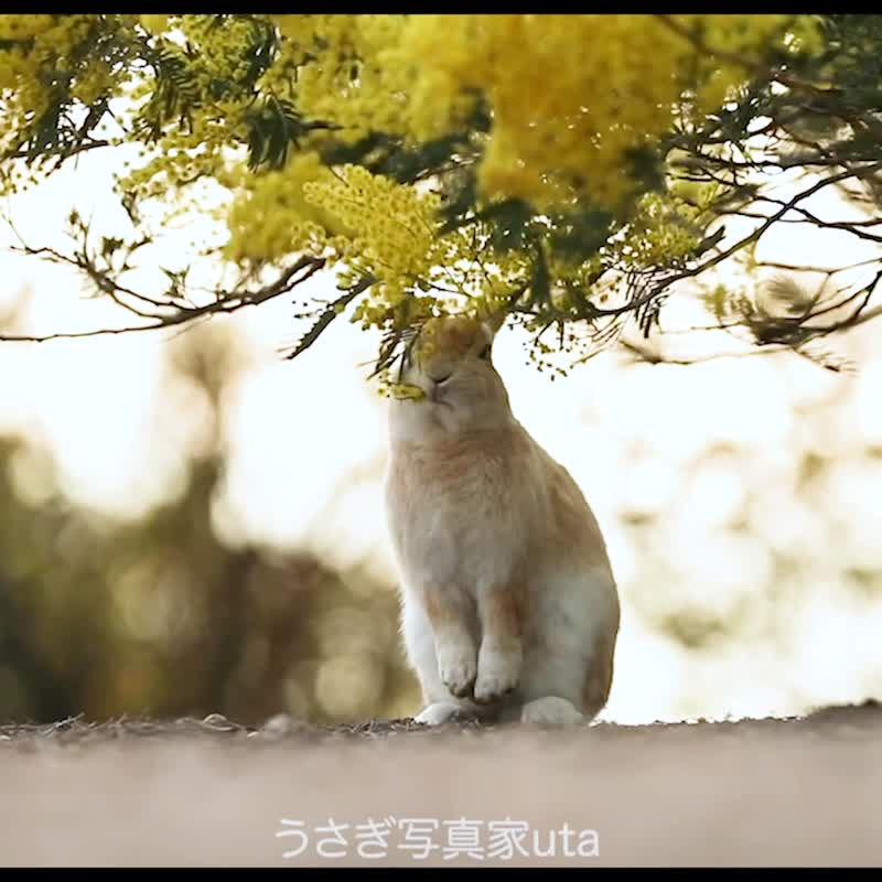 大久野岛小兔与含羞草 : 京都手工刺绣材料包 - 编织/刺绣/羊毛毡/裁缝 - 绣线 黄色