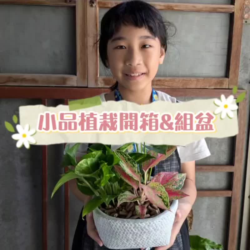 CinnaGreen新来绿循环园艺介质组合盆栽DIY材料包 - 植栽 - 植物．花 