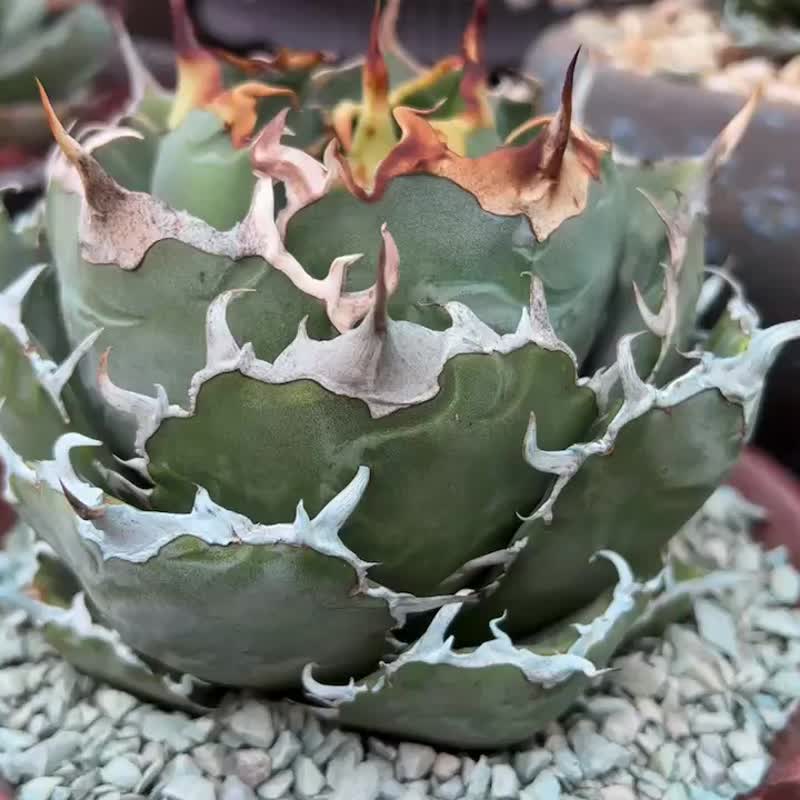 龙舌兰仁王冠 白鲸龙舌兰 - 植栽/盆栽 - 植物．花 