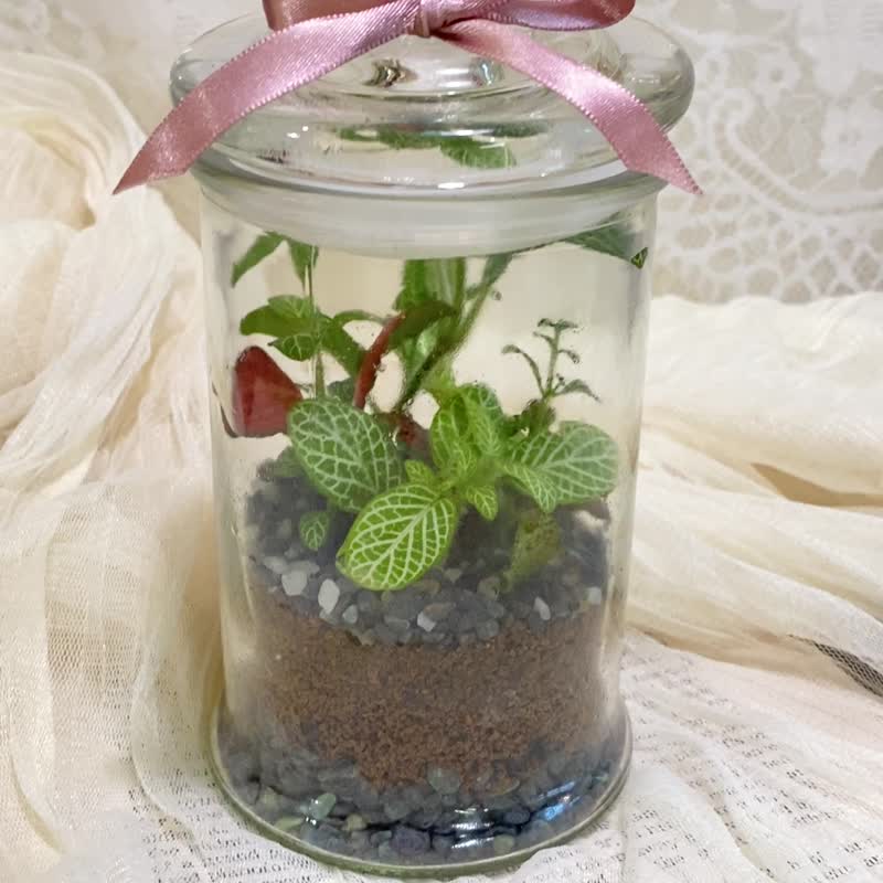 【材料包】标本瓶 水晶花园 DIY 材料包.生态瓶.绿色植物 - 植栽 - 植物．花 绿色
